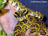 Куфия Джердони (Protobothrops jerdoni jerdoni)