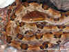 Остроконечно чешуйчатая куфия (Protobothrops mucrosquamatus). Англ: Pointed-scaled pit viper. Фото: А. Забара