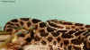 Массасауга или Цепочный карликовый гремучник (Sistrurus catenatus catenatus). Англ: Massasauga rattlesnake