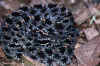 Просяной карликовый гремучник (Sistrurus miliaris miliaris). Англ: Carolina pigmy rattlesnake