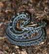 Просяной карликовый гремучник (Sistrurus miliaris miliaris). Англ: Carolina pigmy rattlesnake