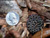 Просяной карликовый гремучник (Sistrurus miliaris miliaris). Англ: Carolina pigmy rattlesnake. Малыш