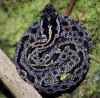 Просяной карликовый гремучник (Sistrurus miliaris miliaris). Англ: Carolina pigmy rattlesnake
