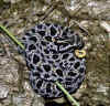 Просяной карликовый гремучник (Sistrurus miliaris miliaris). Англ: Carolina pigmy rattlesnake
