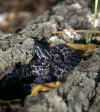 Просяной карликовый гремучник (Sistrurus miliaris miliaris). Англ: Carolina pigmy rattlesnake