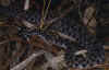 Просяной карликовый гремучник (Sistrurus miliaris miliaris). Англ: Carolina pigmy rattlesnake