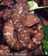 (Trimeresurus borneensis). Англ: Borneo pit viper