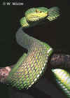 Краснохвостая куфия (Trimeresurus erythrurus). Англ: