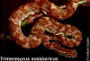 Горная куфия (Trimeresurus malabaricus). Англ: Rock pit viper