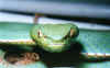 Китайская или Куфия Штейнегера (Trimeresurus stejnegeri stejnegeri). Англ: Stejneger's pit viper, Chinese bamboo pit viper