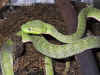 Китайская или Куфия Штейнегера (Trimeresurus stejnegeri stejnegeri). Англ: Stejneger's pit viper, Chinese bamboo pit viper. Фото: А. Забара