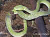 Китайская или Куфия Штейнегера (Trimeresurus stejnegeri stejnegeri). Англ: Stejneger's pit viper, Chinese bamboo pit viper. Фото: А. Забара