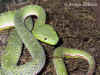 Китайская или Куфия Штейнегера (Trimeresurus stejnegeri stejnegeri). Англ: Stejneger's pit viper, Chinese bamboo pit viper. Фото: А. Забара