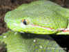 Китайская или Куфия Штейнегера (Trimeresurus stejnegeri stejnegeri). Англ: Stejneger's pit viper, Chinese bamboo pit viper. Фото: А. Забара