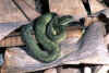 Кенийская древесная гадюка (Atheris desaixi). Англ: Mount Kenya bush viper