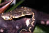 Кенийская древесная гадюка (Atheris desaixi). Англ: Mount Kenya bush viper. Самец