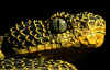 Кенийская древесная гадюка (Atheris desaixi). Англ: Mount Kenya bush viper