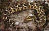 Шумящая гадюка (Bitis arietans). Англ: Puff adder