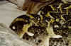 Шумящая гадюка (Bitis arietans). Англ: Puff adder
