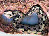 Восточная габонская гадюка или Кассава (Bitis gabonica gabonica). Англ: East gaboon viper
