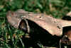 Восточная габонская гадюка или Кассава (Bitis gabonica gabonica). Англ: East gaboon viper