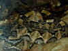 Восточная габонская гадюка или Кассава (Bitis gabonica gabonica). Англ: East gaboon viper