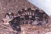 Восточная габонская гадюка или Кассава (Bitis gabonica gabonica). Англ: East gaboon viper
