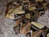 Восточная габонская гадюка или Кассава (Bitis gabonica gabonica). Англ: East gaboon viper