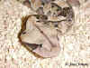 Восточная габонская гадюка или Кассава (Bitis gabonica gabonica). Англ: East gaboon viper