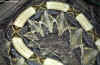 Западая габонская гадюка (Bitis gabonica rhinoceros). Англ: West gaboon viper