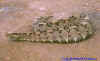 Гадюка-носорог (Bitis nascicornis). Англ: Rhino viper