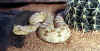 Рогатая гадюка (Cerastes cerastes cerastes). Англ: Desert horned viper
