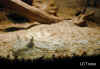 Рогатая гадюка (Cerastes cerastes cerastes). Англ: Desert horned viper