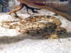 Рогатая гадюка (Cerastes cerastes cerastes). Англ: Desert horned viper