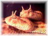 Рогатая гадюка (Cerastes cerastes cerastes). Англ: Desert horned viper