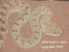 Рогатая гадюка Гасперетти (Cerastes gasperetti gasperetti). Англ: Gasperetti's horned viper