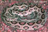 Цепочная гадюка или Гадюка Рузеля, Дабойя (Daboia russelii russelii). Англ: Russell's viper