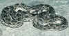 (Echis carinatus sinhaleyus)