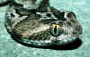(Echis carinatus sochureki)