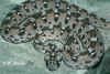 (Echis ocellatus)