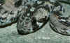 (Echis ocellatus)