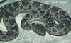 (Echis pyramidum leakeyi)