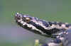 (Vipera aspis zinnikeri). Англ:
