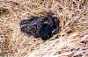 Обыкновенная гадюка (Vipera berus berus). Англ: European viper