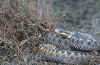 Обыкновенная гадюка (Vipera berus berus). Англ: European viper