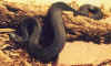 Гадюка Николски (Vipera nikolskii). Англ: Nikolskii viper
