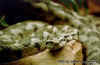 Малоазиатская или Турецкая гадюка (Vipera xanthina). Англ: Ottoman viper