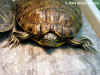 Красноухая черепаха (Trachemys scripta scripta)