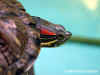Красноухая черепаха (Trachemys scripta scripta)