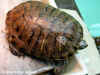 Красноухая черепаха (Trachemys scripta scripta)